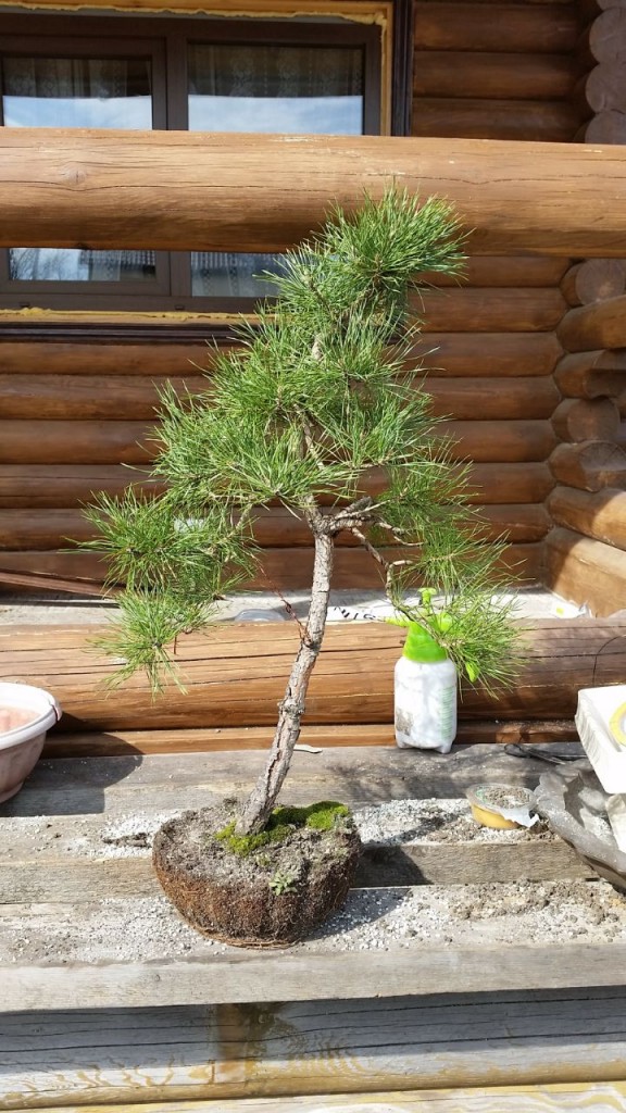 Формирование ямадори из сосны лесной. Прогресс с 2012 по 2019
